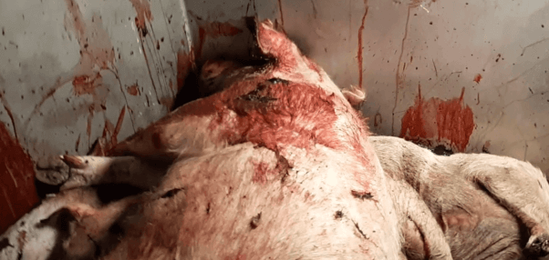 pigs, pig farming