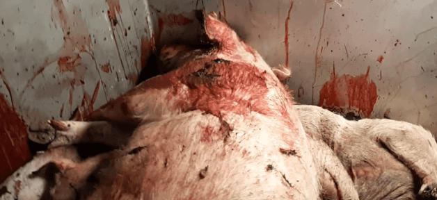 pigs, pig farming