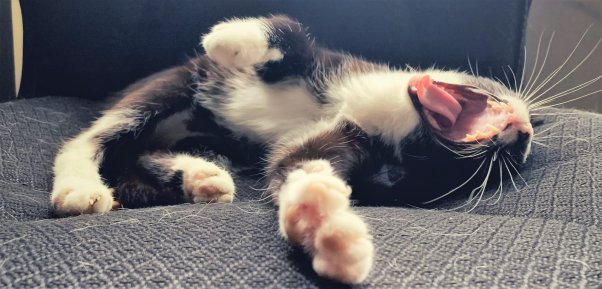 Rescued black and white cat Fiji stretching and yawning