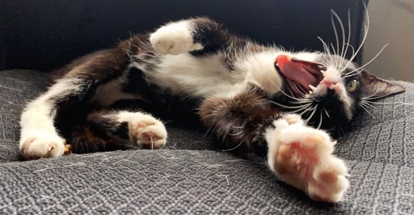 Rescued cat Fiji stretching and yawning