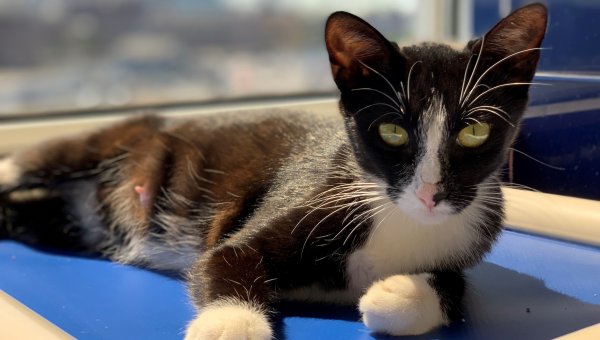 Rescued cat Fiji relaxing in front of window