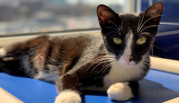 Rescued cat Fiji relaxing in front of window