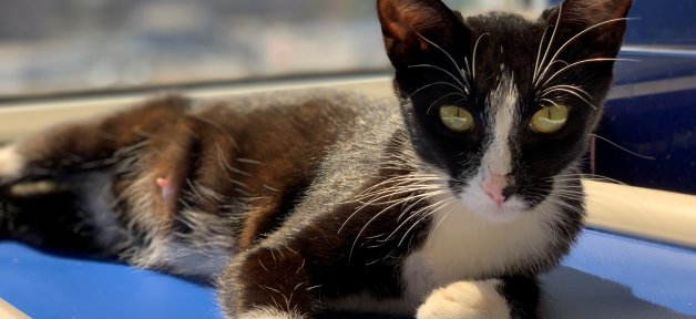 Rescued cat Fiji relaxing in front of window