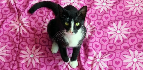 Pretty black and white cat on a pink flowered blanket