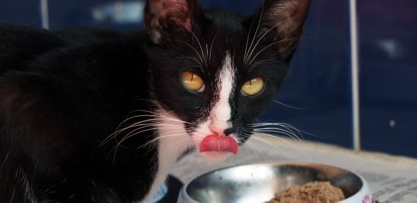 Fiji, a black and white cat rescued by PETA, eating from a bowl