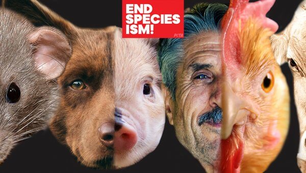 Debate Kit: Is Speciesism Unethical?