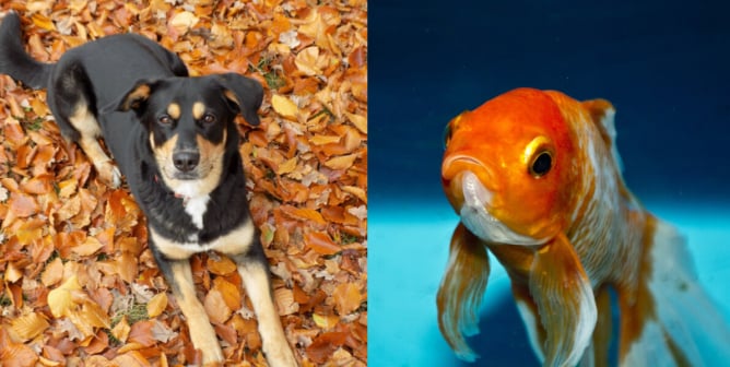 Goldfish Dog Collage
