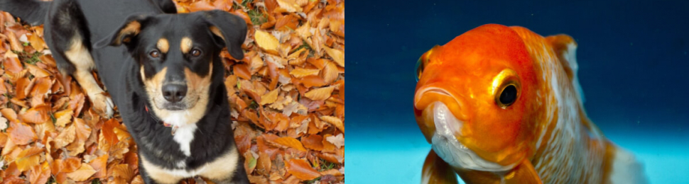 Goldfish Dog Collage