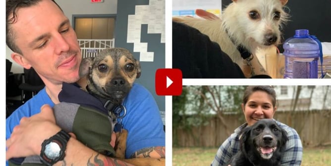 Video: Dogs Rescued by PETA This Year—Where Are They Now?