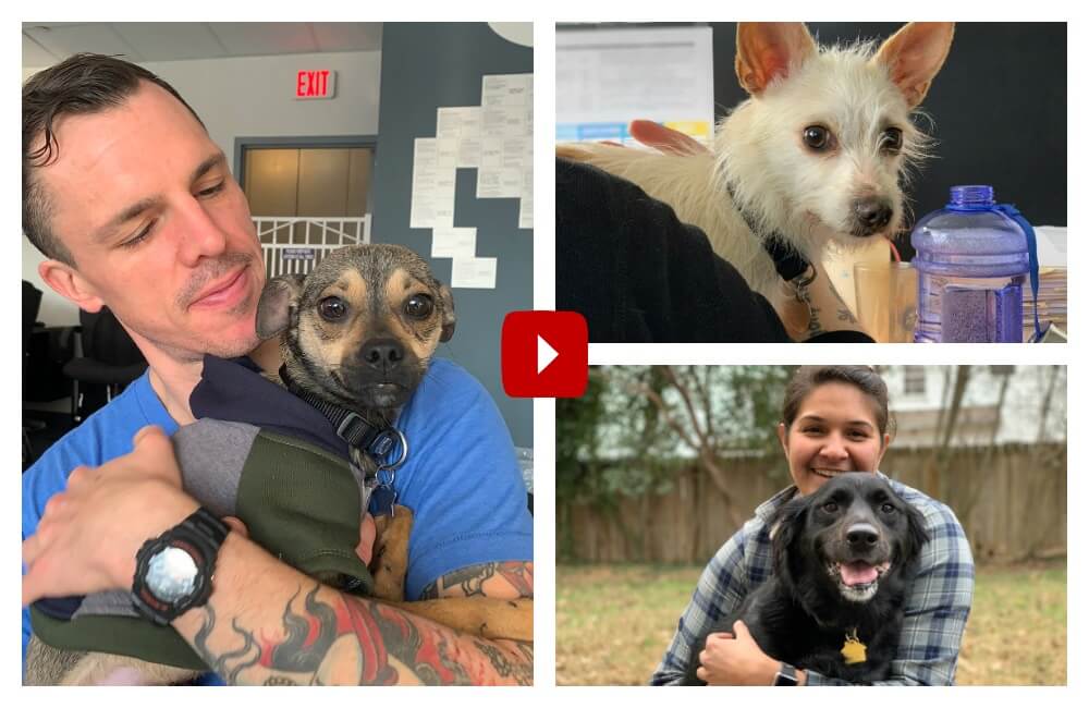 Peta Rescues Uplifting Rescue Stories PETA Needs You to See Right Now | PETA