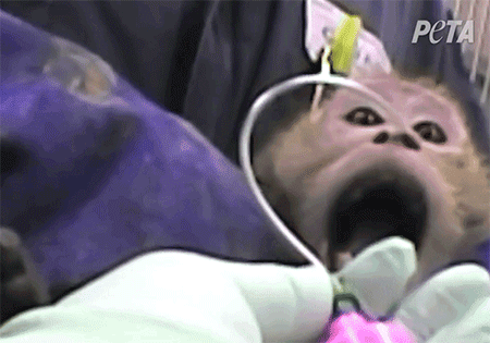 A worker shoves a tube up a terrified monkey's nose