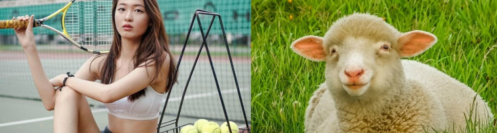 Image of a sheep and vegan tennis gear