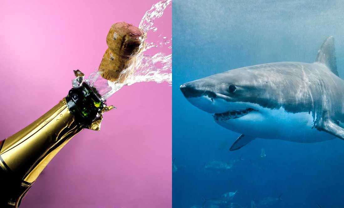 Lawnmowers and Other Things Likelier to Kill You Than a Shark | PETA