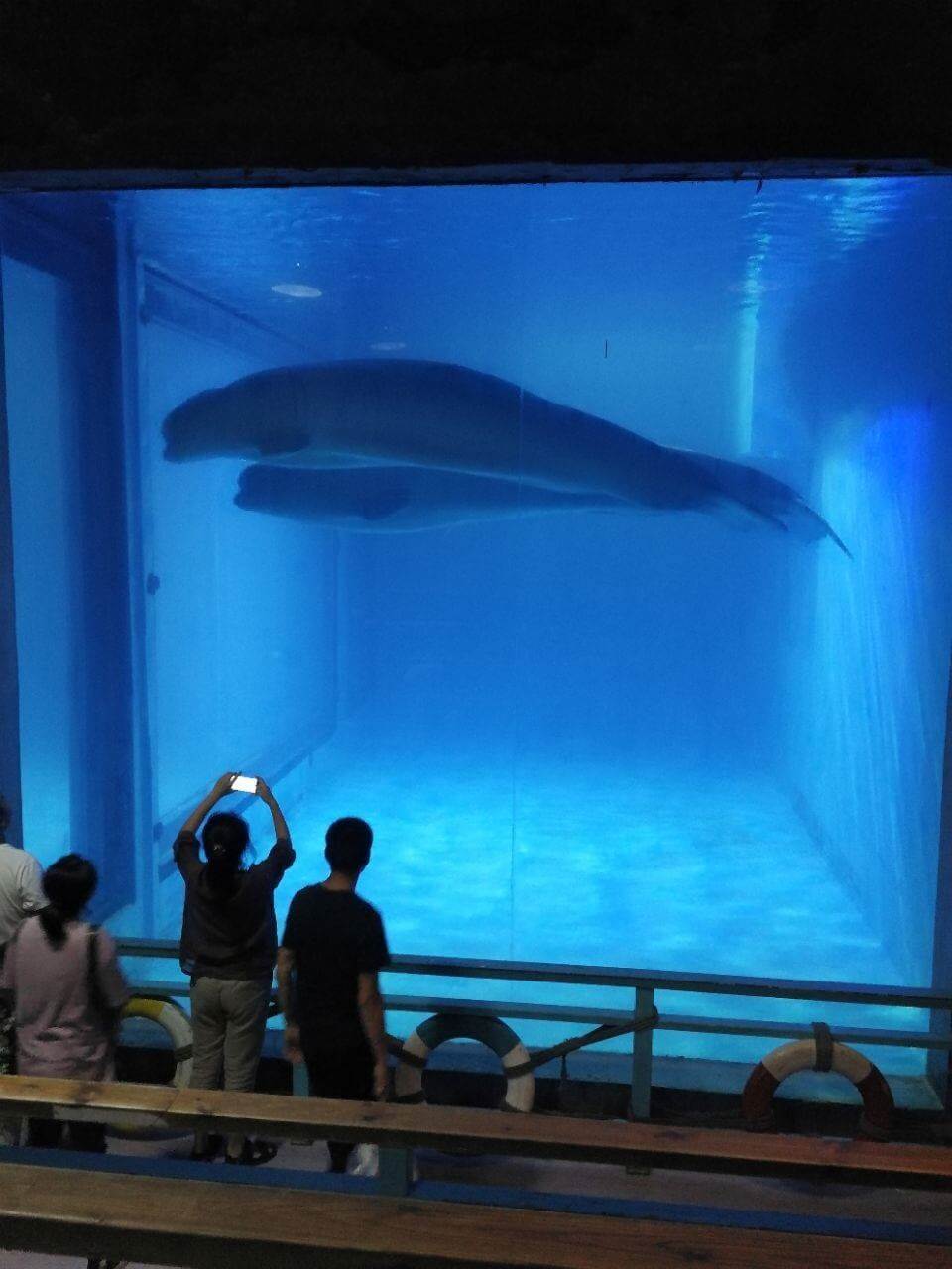 Pic of Whales in Deplorable, Cramped Tank Goes Viral PETA