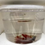 betta fish cup petco