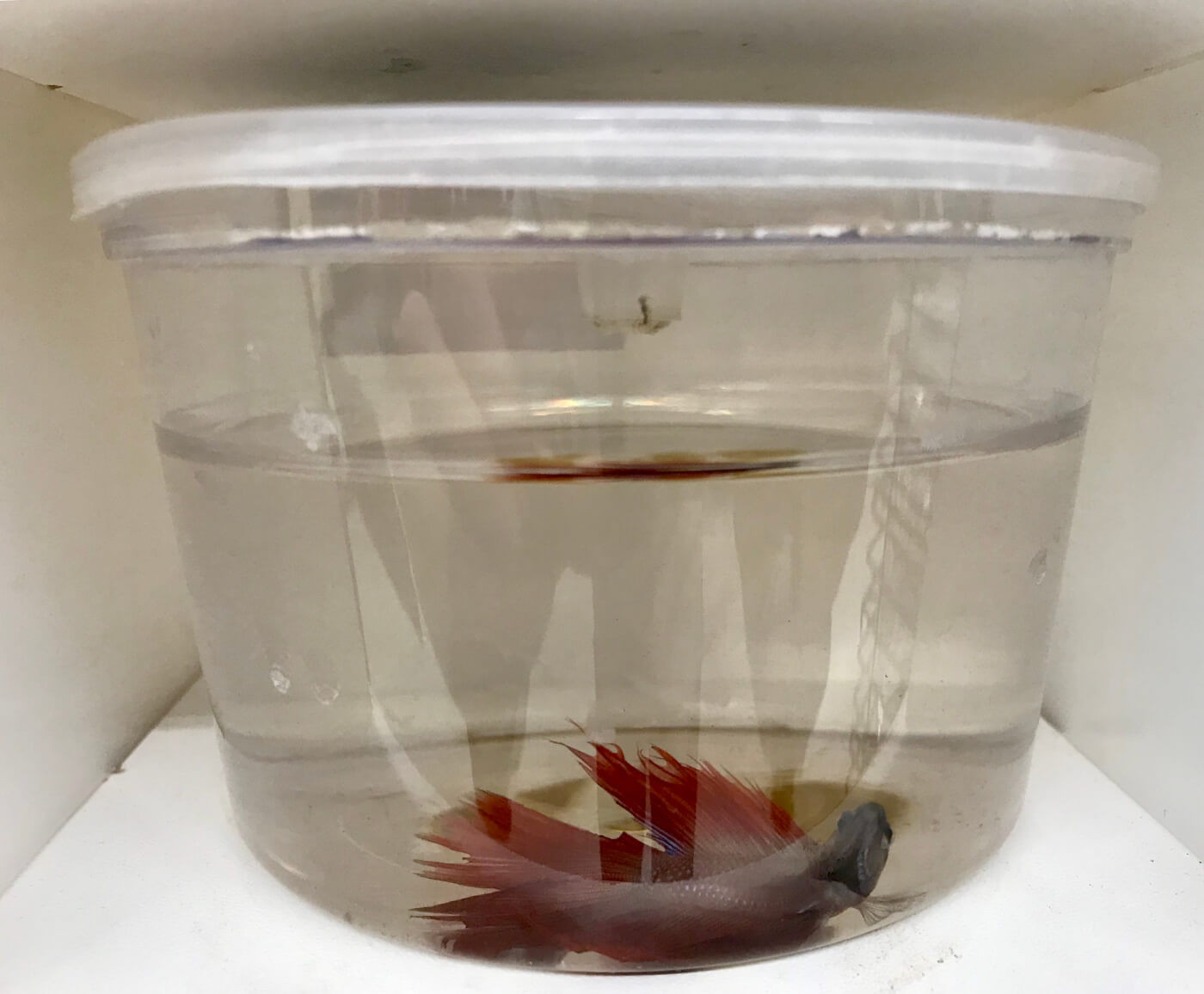 Greed Is Killing Betta Fish at Petco PETA