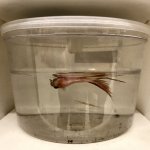 fish cup betta dying