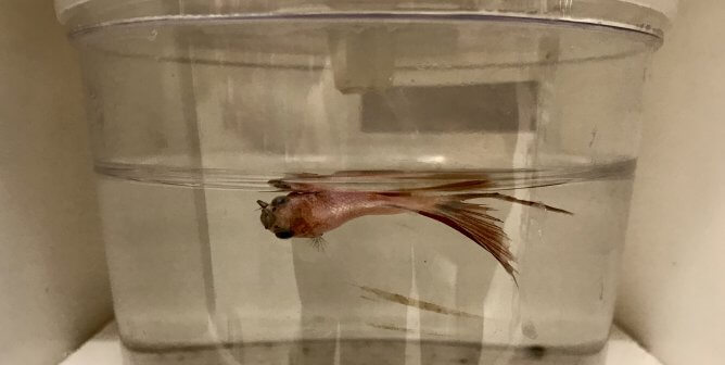 fish cup betta dying