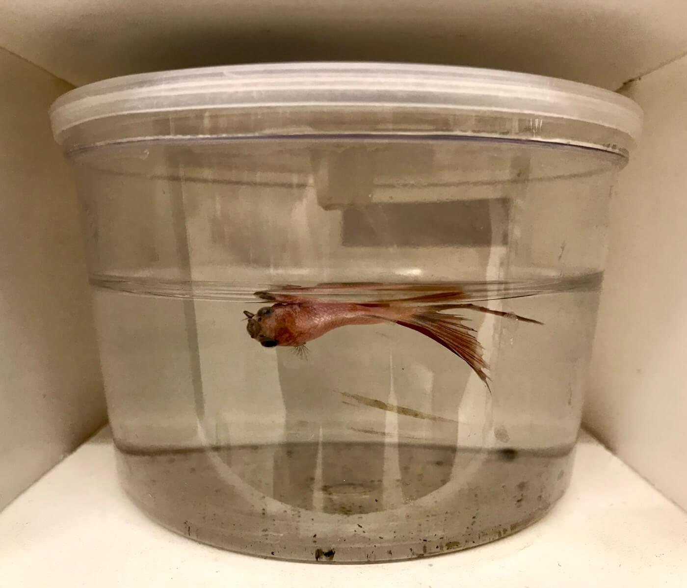 PETA on X: A pet fish is a bad idea. Betta fish are often transported in tiny  plastic bags for days on end.  #FishAmnestyDay   / X