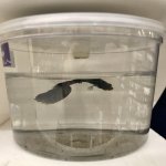 betta dying petco cup
