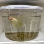 betta fish cup petco