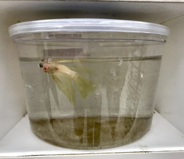 betta fish in a cup at petco