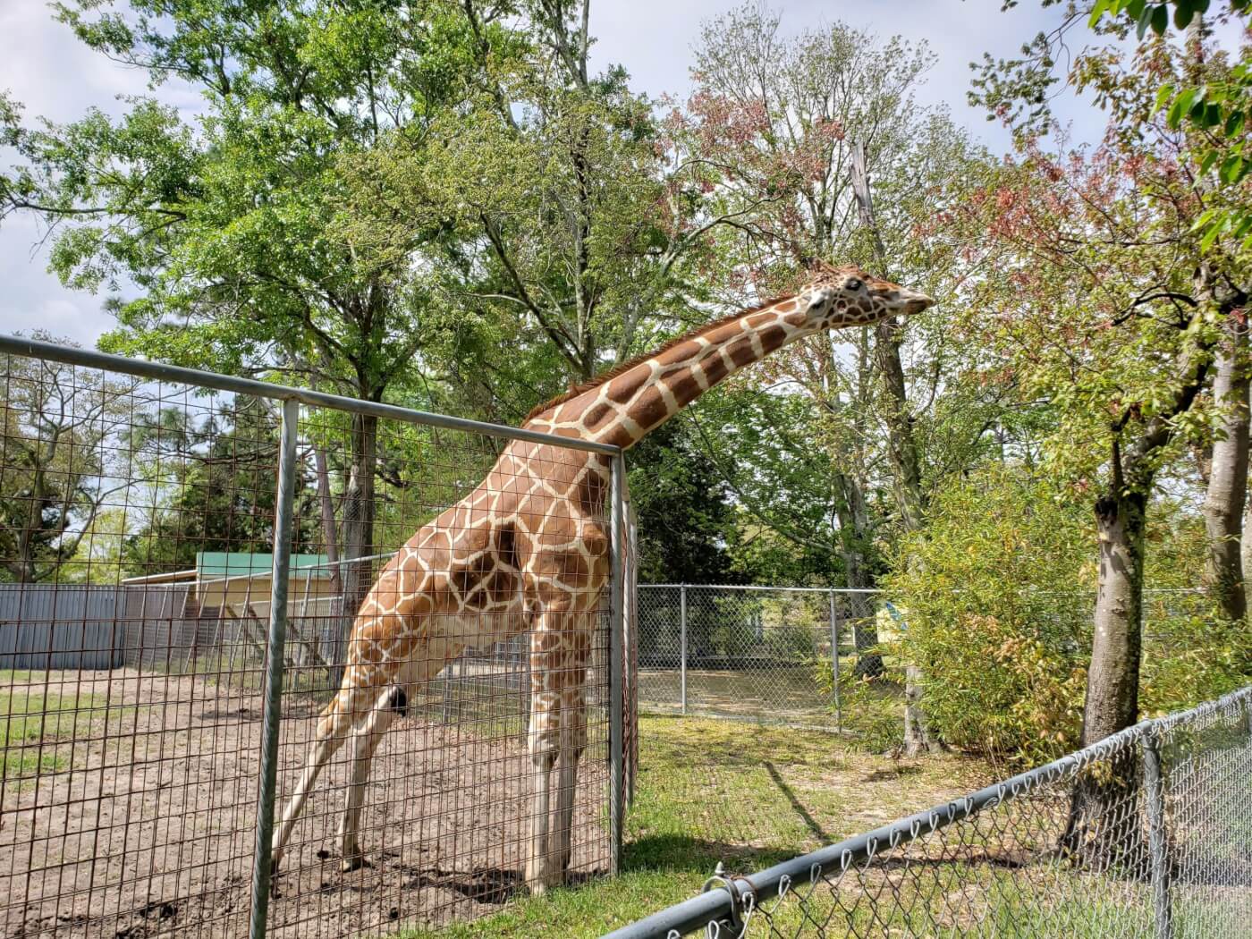 photo of giraffe at Tregembo