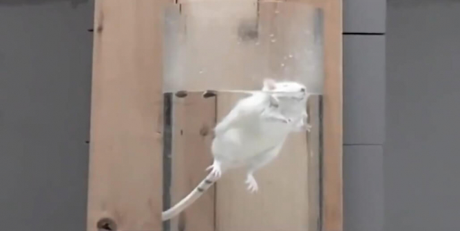 eil lilly forced swim test campaign