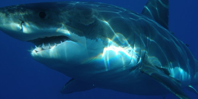 Why Every Week Is Shark Week