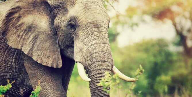 African elephant photographed in the wild