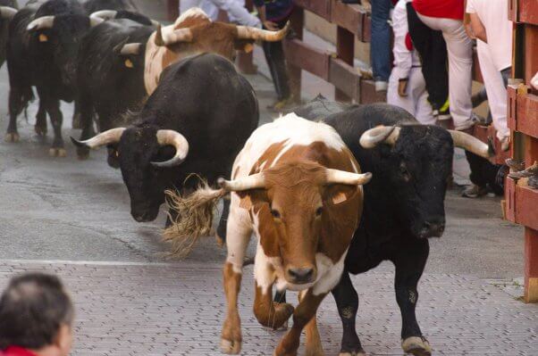 running of the bulls, rotb, bullfights, bullfighting, bull run