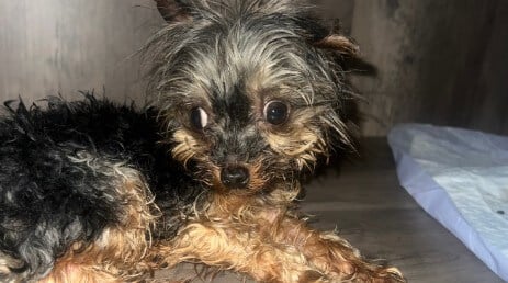 A little dog named Kentrell was reportedly left fighting for his life after a grooming appointment at a Petco store in Stonecrest, Georgia.