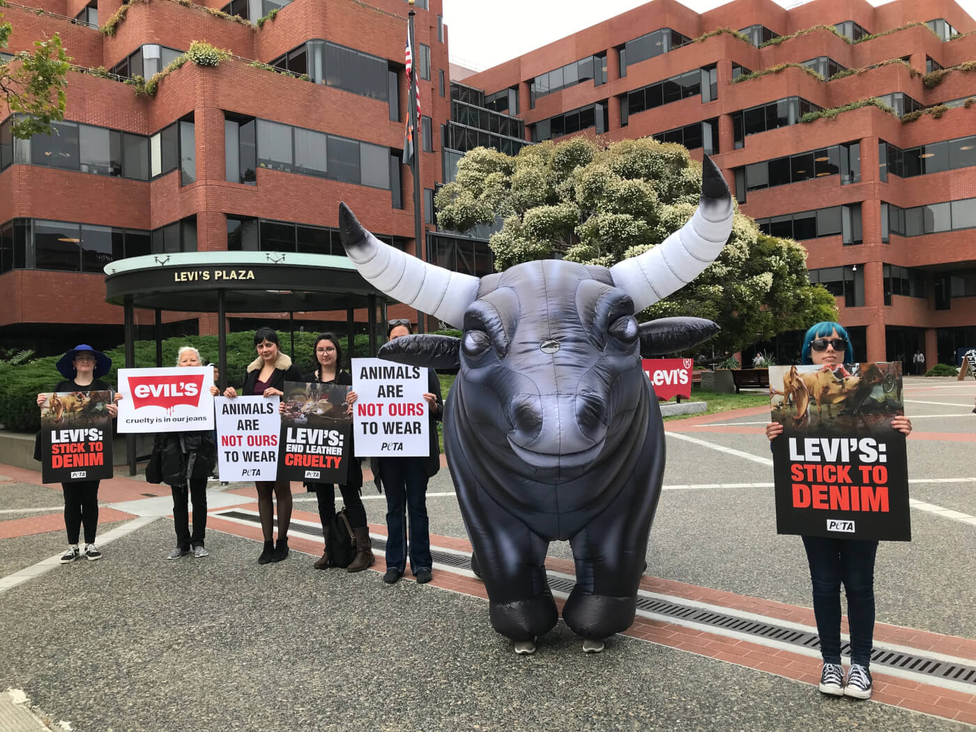 Levi's Asked to Look Into Suppliers' Slaughter Methods | PETA
