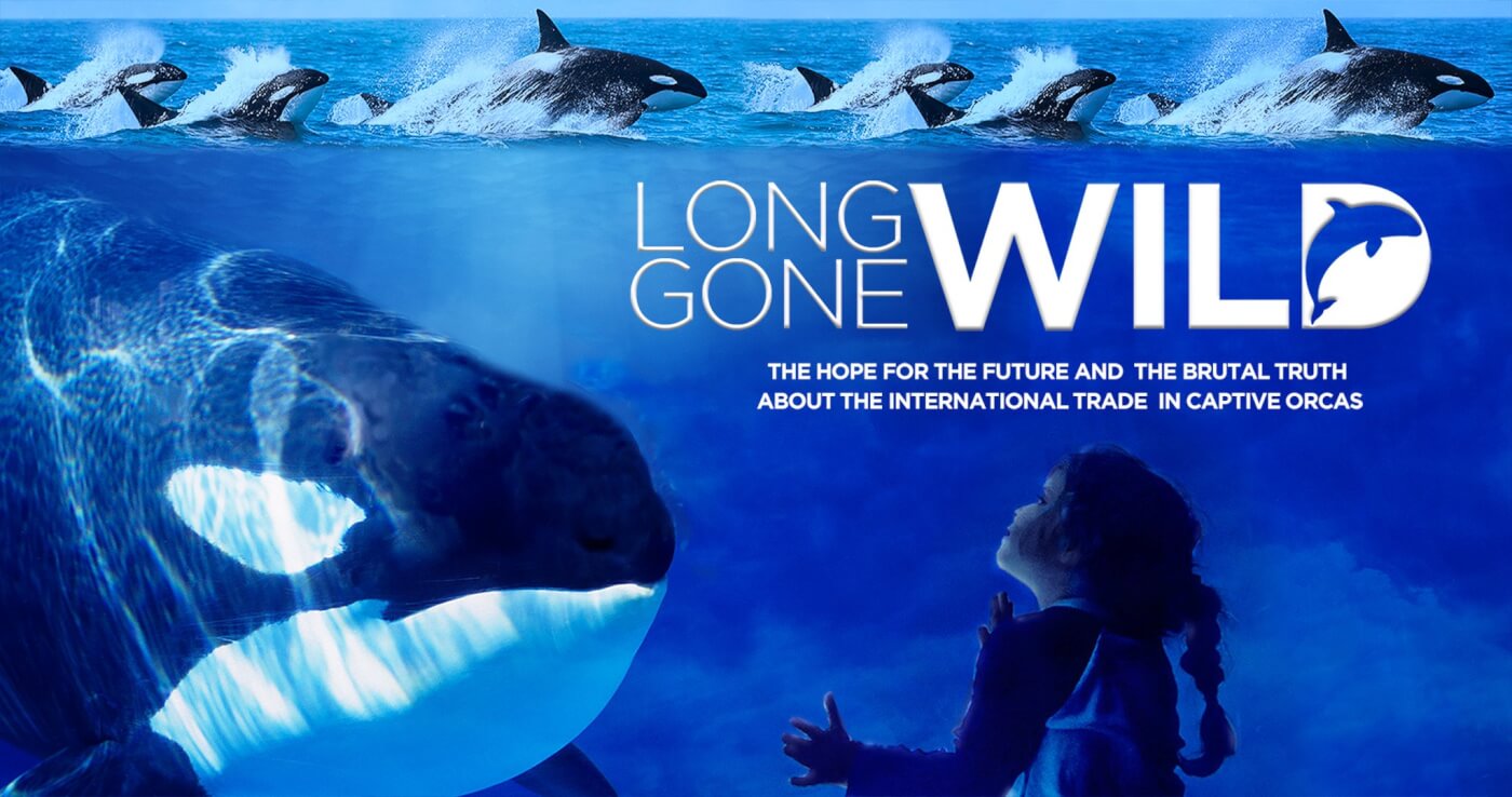 Orca Documentary 'Long Gone Wild' Is Next 'Blackfish' | PETA
