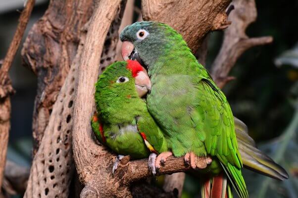 Pair of Green Birds