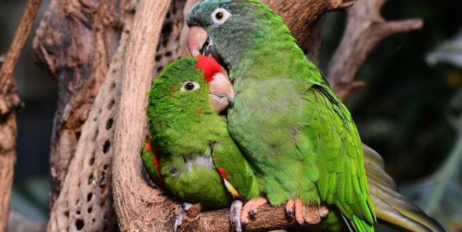 Pair of Green Birds