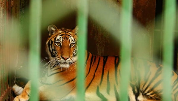 take action to help animals in roadside zoos