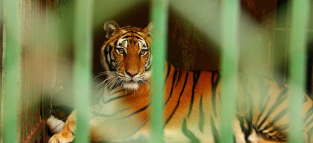 take action to help animals in roadside zoos