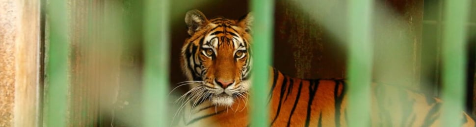 take action to help animals in roadside zoos