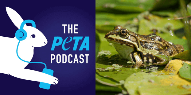 Modern and Humane Science Education: TeachKind’s Samantha Suiter on ‘The PETA Podcast’