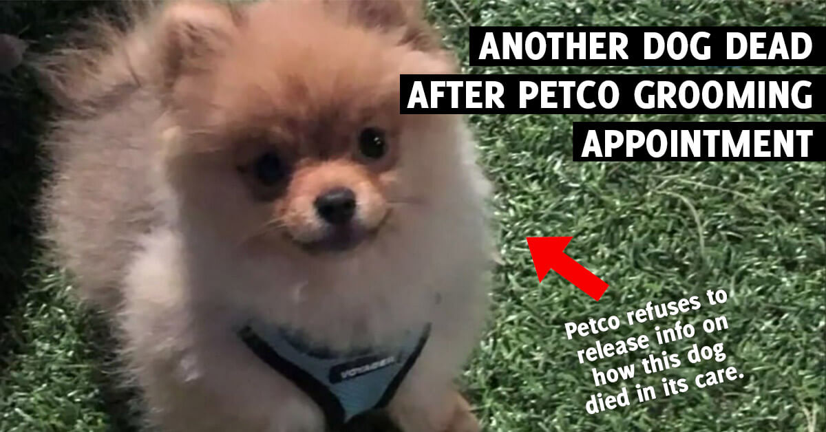Petco Dog Size Chart