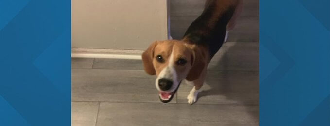 atew beagle dies after petsmart groomer incident