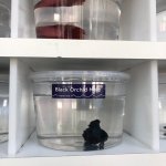 petco betta fish sad