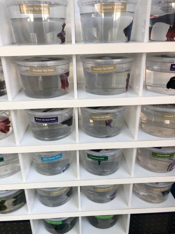 Premium And Rare Betta Fish For Sale