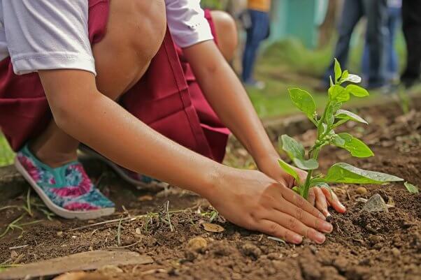 Child planting