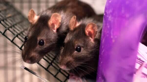 TeachKind Rescue Stories: Rescued Rats Find New Home