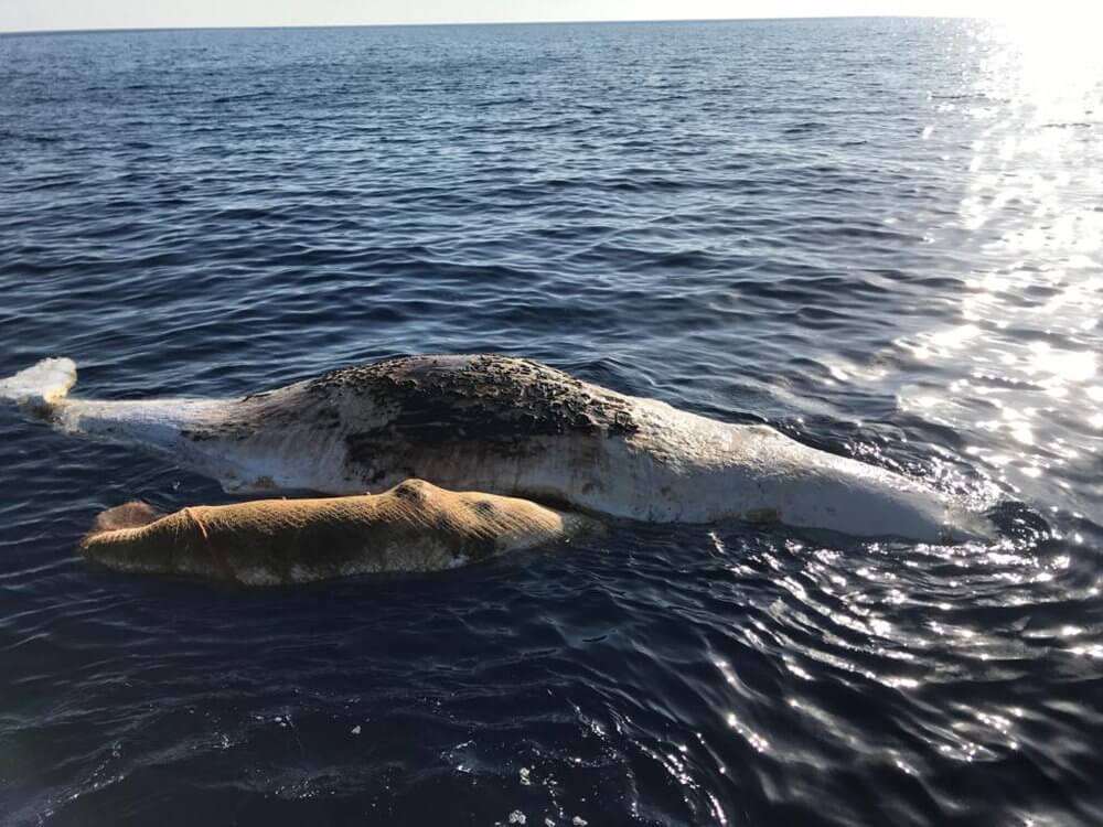 Mother Sperm Whale and Her Baby Found Dead in a Tangled Fishing Net