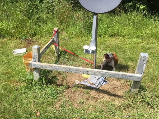 a "backyard dog" is tangled up at the end of a tether, left outside in extreme heat. dogs die from heatstroke all summer long, find out how you can help.