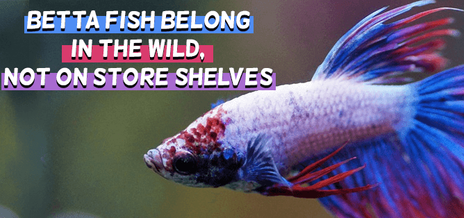 Empathy-Building Literacy Centers: Betta Fish Belong in the Wild