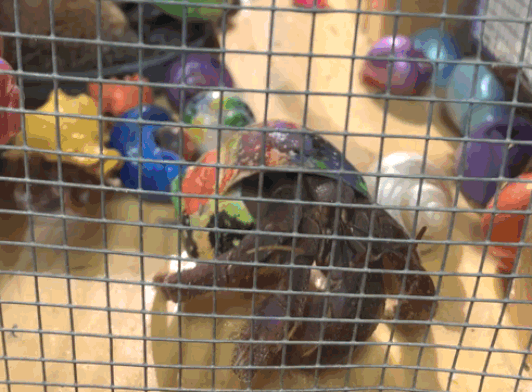 A GIF of a hermit crab walking towards the side of the cage. His or her shell is painted and there are more crabs in the background with painted shells as well.